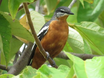 Rufous-bellied Triller インドネシア　ハルマヘラ島 Mon, 7/31/2017