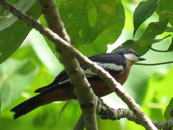 Rufous-bellied Triller インドネシア　ハルマヘラ島 Wed, 8/2/2017