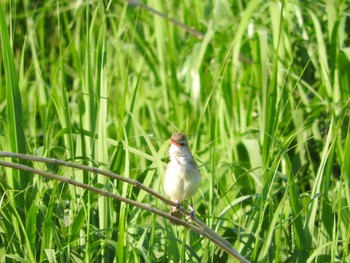 Oriental Reed Warbler あきる野市切欠付近秋川 Unknown Date