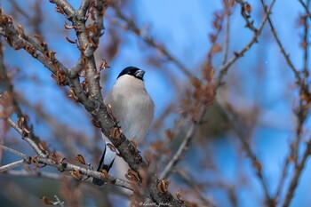 ウソ 真駒内公園 2022年3月6日(日)