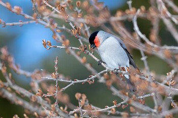 2022年3月6日(日) 真駒内公園の野鳥観察記録