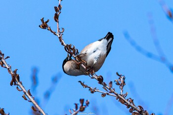 ウソ 真駒内公園 2022年3月6日(日)