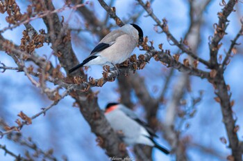 ウソ 真駒内公園 2022年3月6日(日)