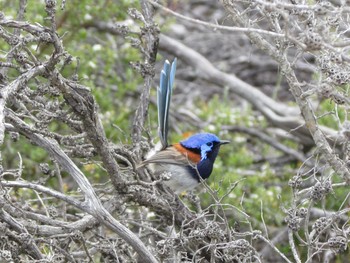 Red-winged Fairywren