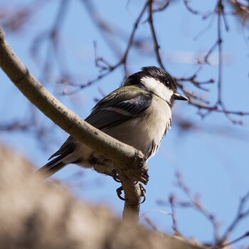 2022年3月14日(月) 日比谷公園の野鳥観察記録