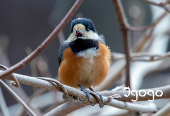 Varied Tit 庚申山総合公園 Sun, 3/6/2022