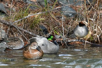 ヨシガモ 静岡県立森林公園(浜松市) 2022年1月4日(火)