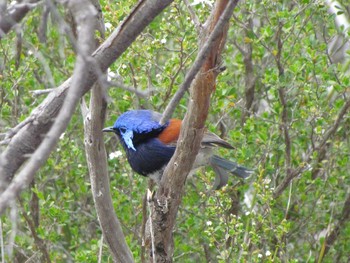 Red-winged Fairywren パース Thu, 10/25/2012