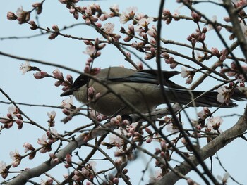 オナガ 朝陽公園(北京) 2022年3月13日(日)