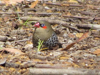 Red-eared Firetail