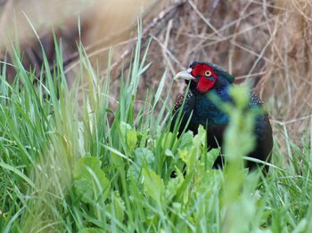 2022年3月18日(金) ふれあい松戸川の野鳥観察記録