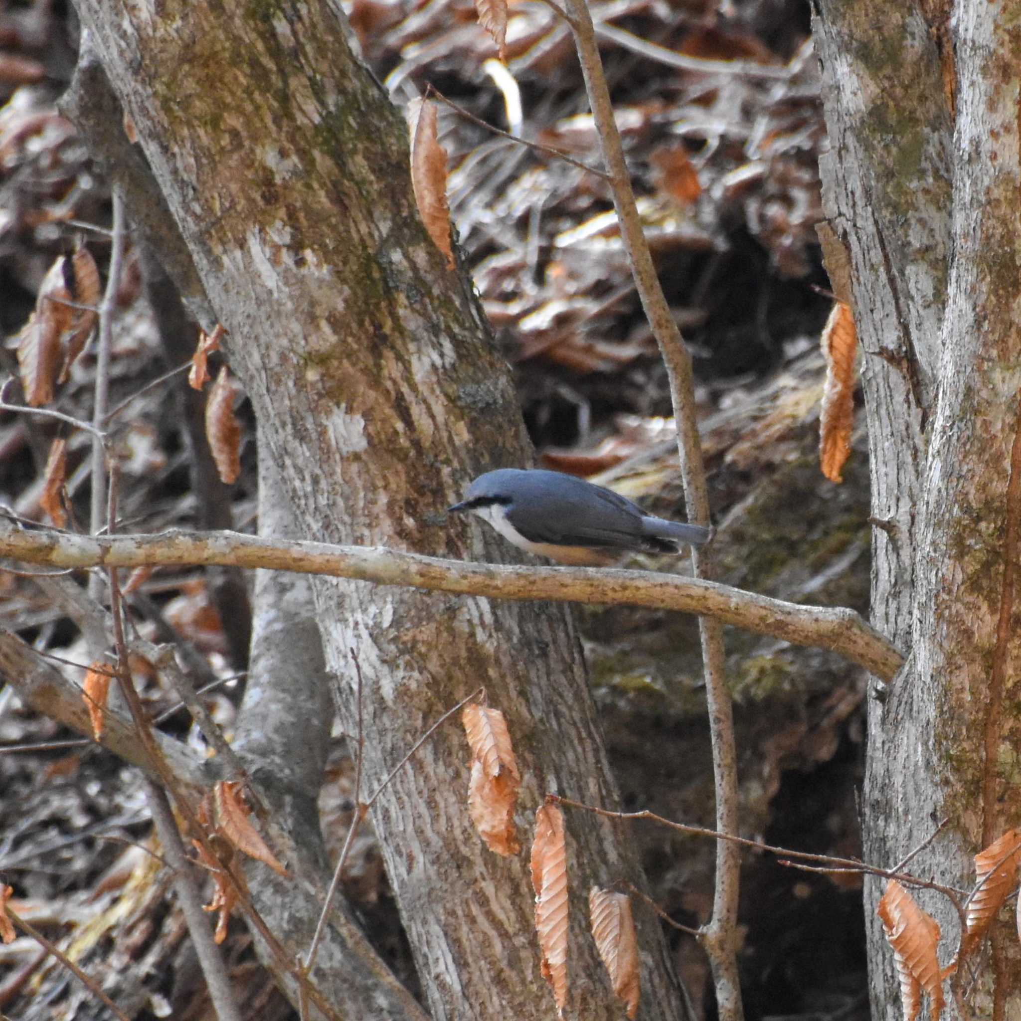 Photo of Eurasian Nuthatch at 三頭山 by Mr.Quiet