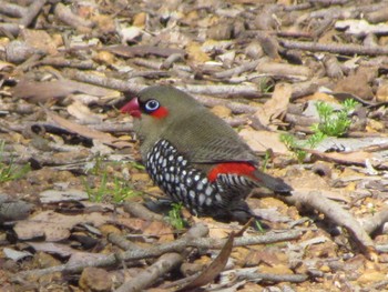 Red-eared Firetail パース Fri, 10/26/2012