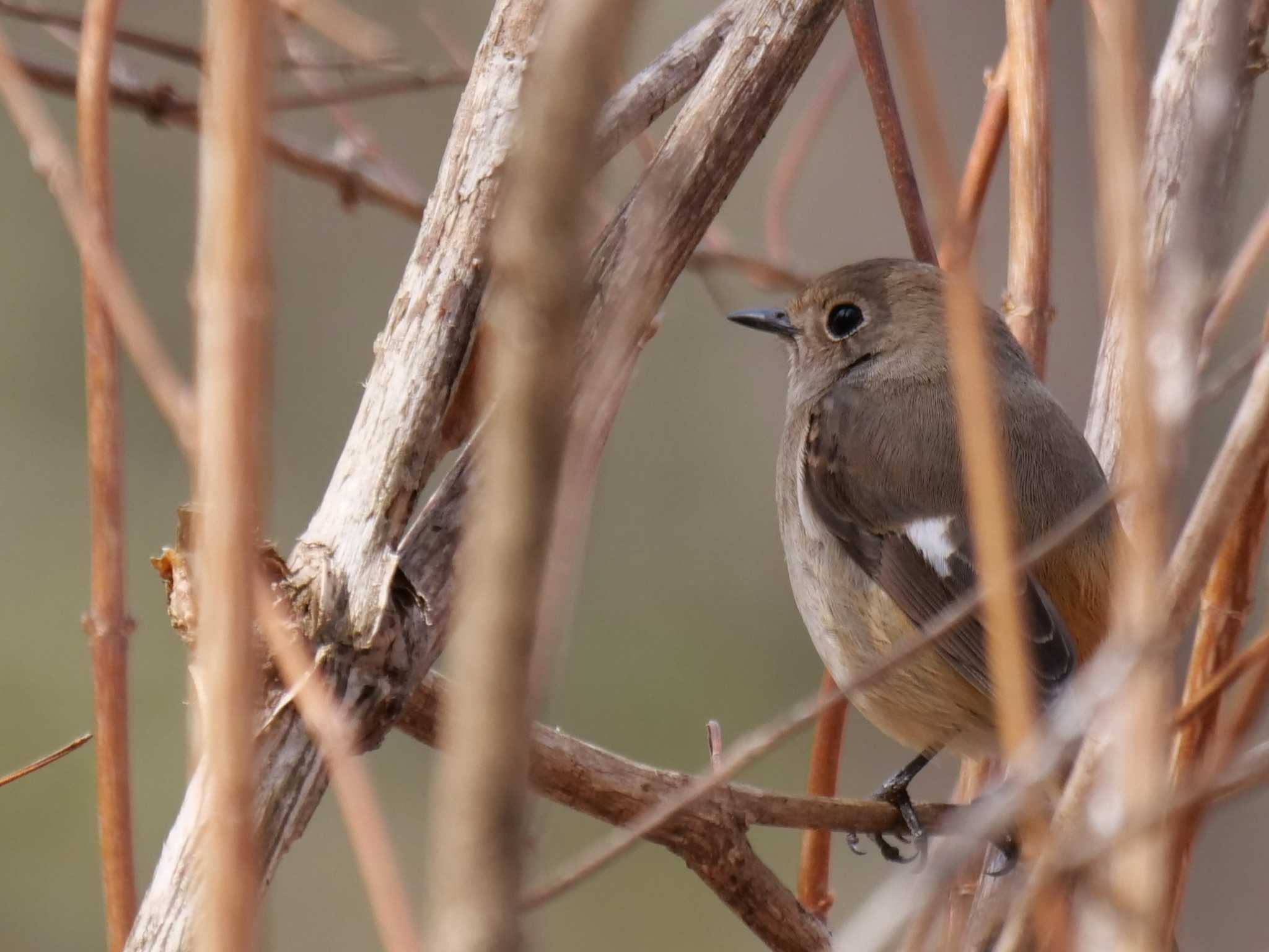 心を・・ by little birds