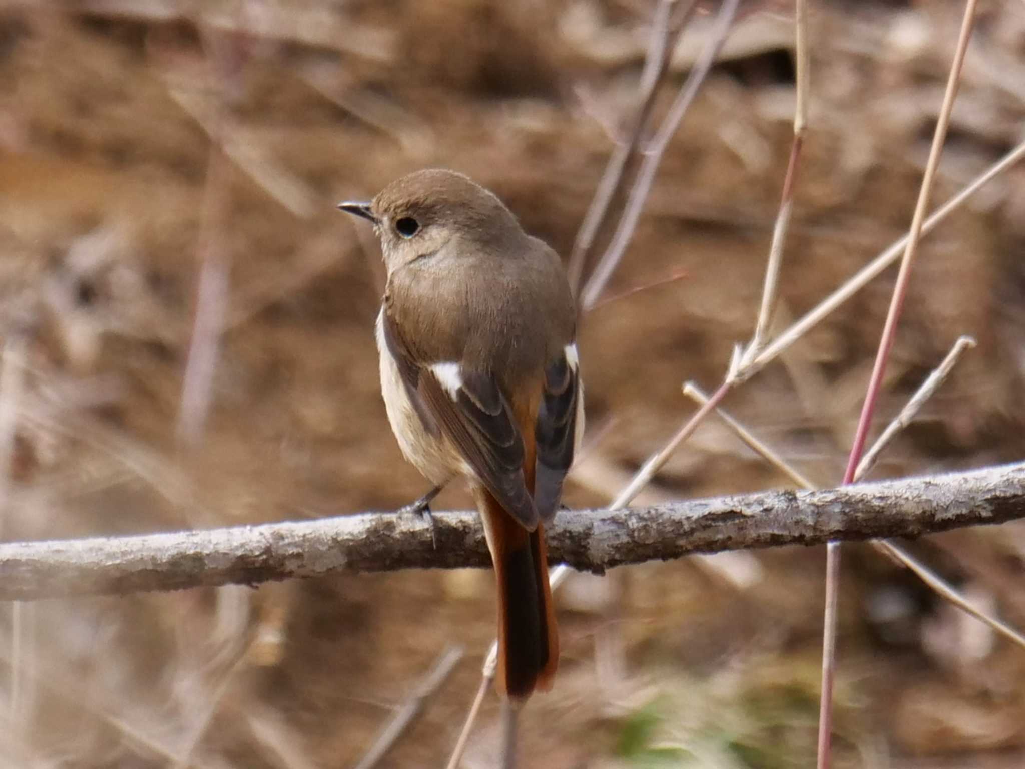 しきりに・・ by little birds