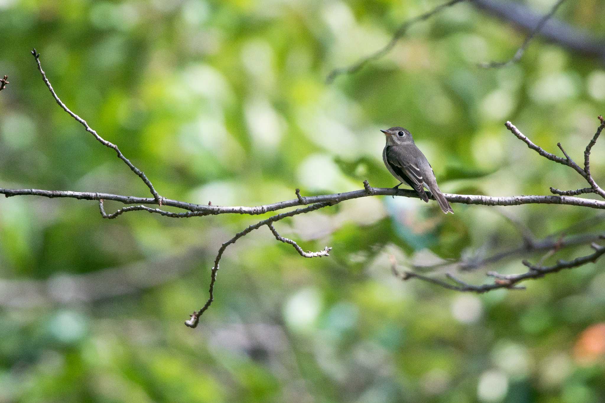 明石公園 コサメビタキの写真 by ときのたまお