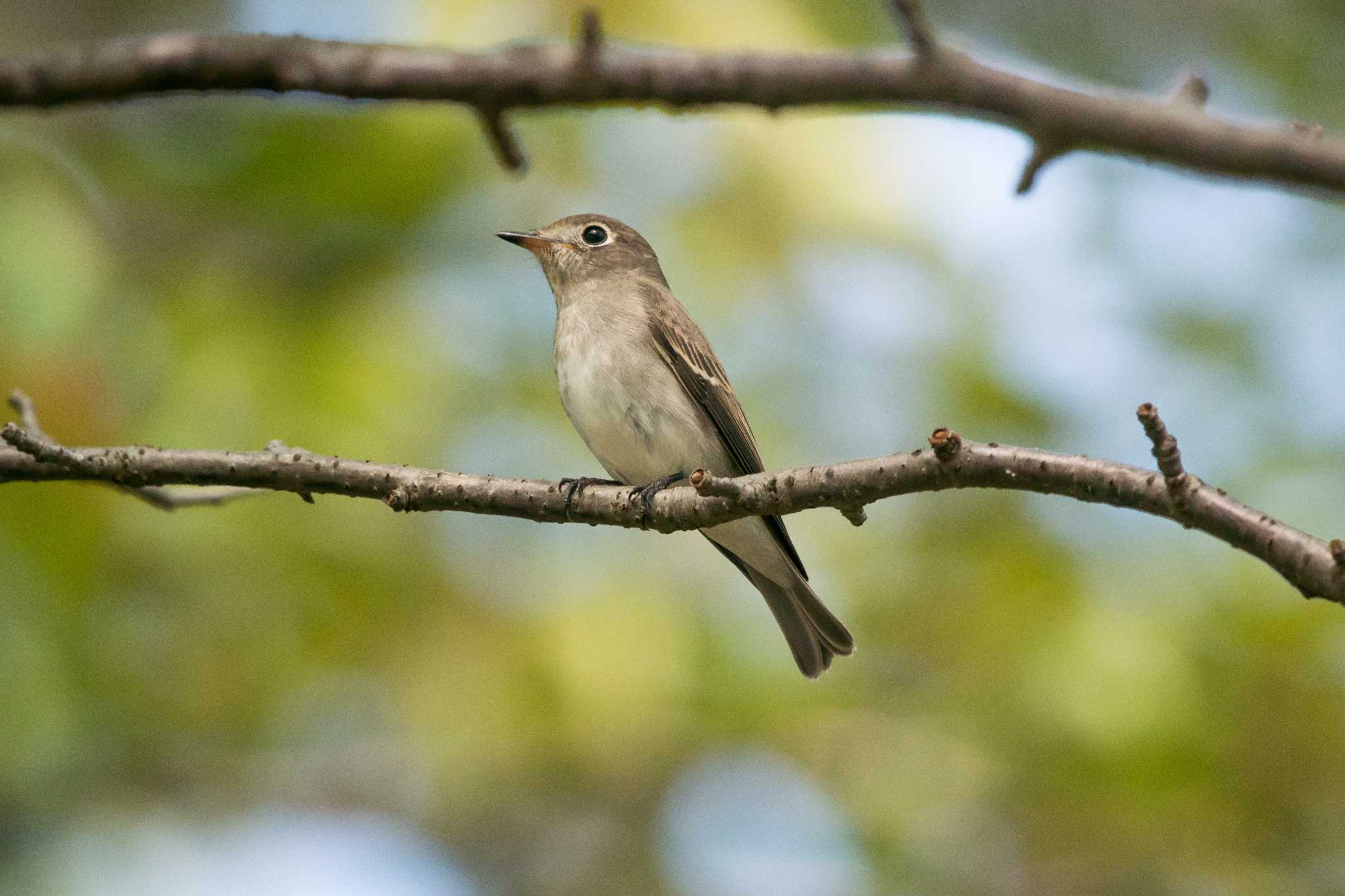 明石公園 コサメビタキの写真 by ときのたまお