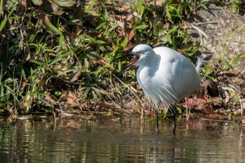 コサギ 明石公園 2017年1月11日(水)