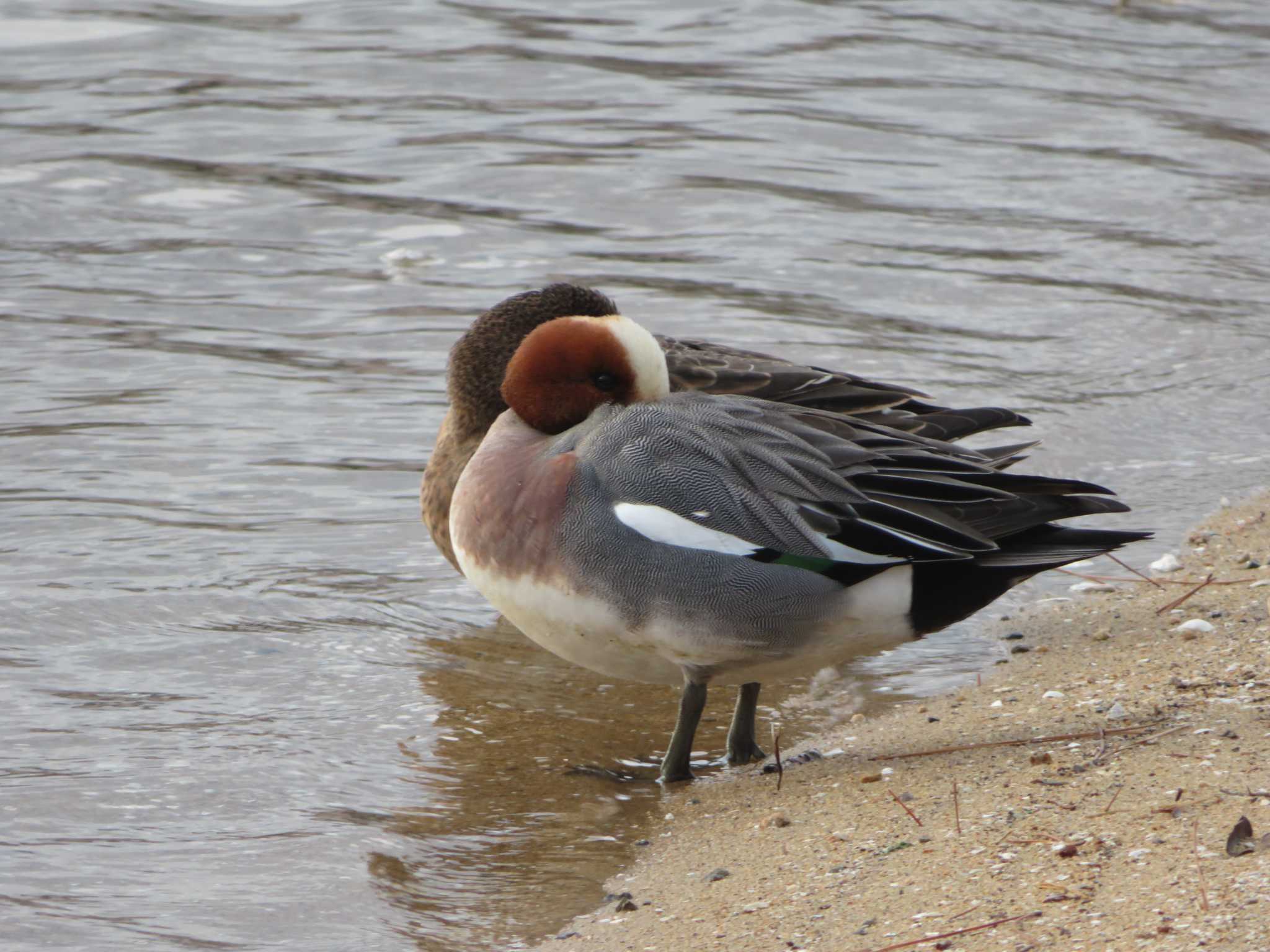 Photo of Eurasian Wigeon at 西宮 御前浜公園 by Tsubasa Abu