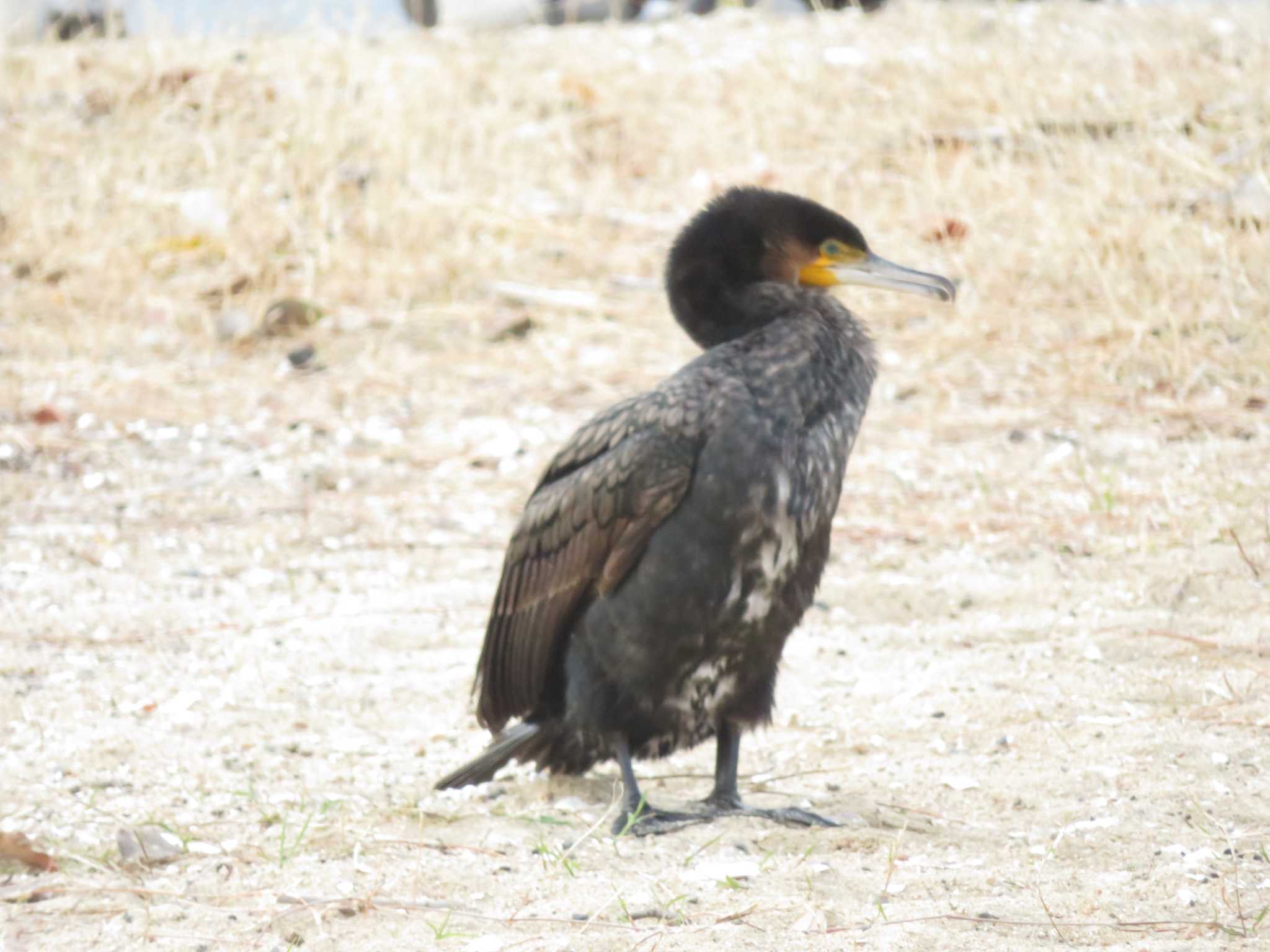 西宮 御前浜公園 カワウの写真 by Tsubasa Abu