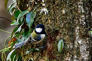 シジュウカラ 静岡県立森林公園(浜松市) 2022年1月4日(火)