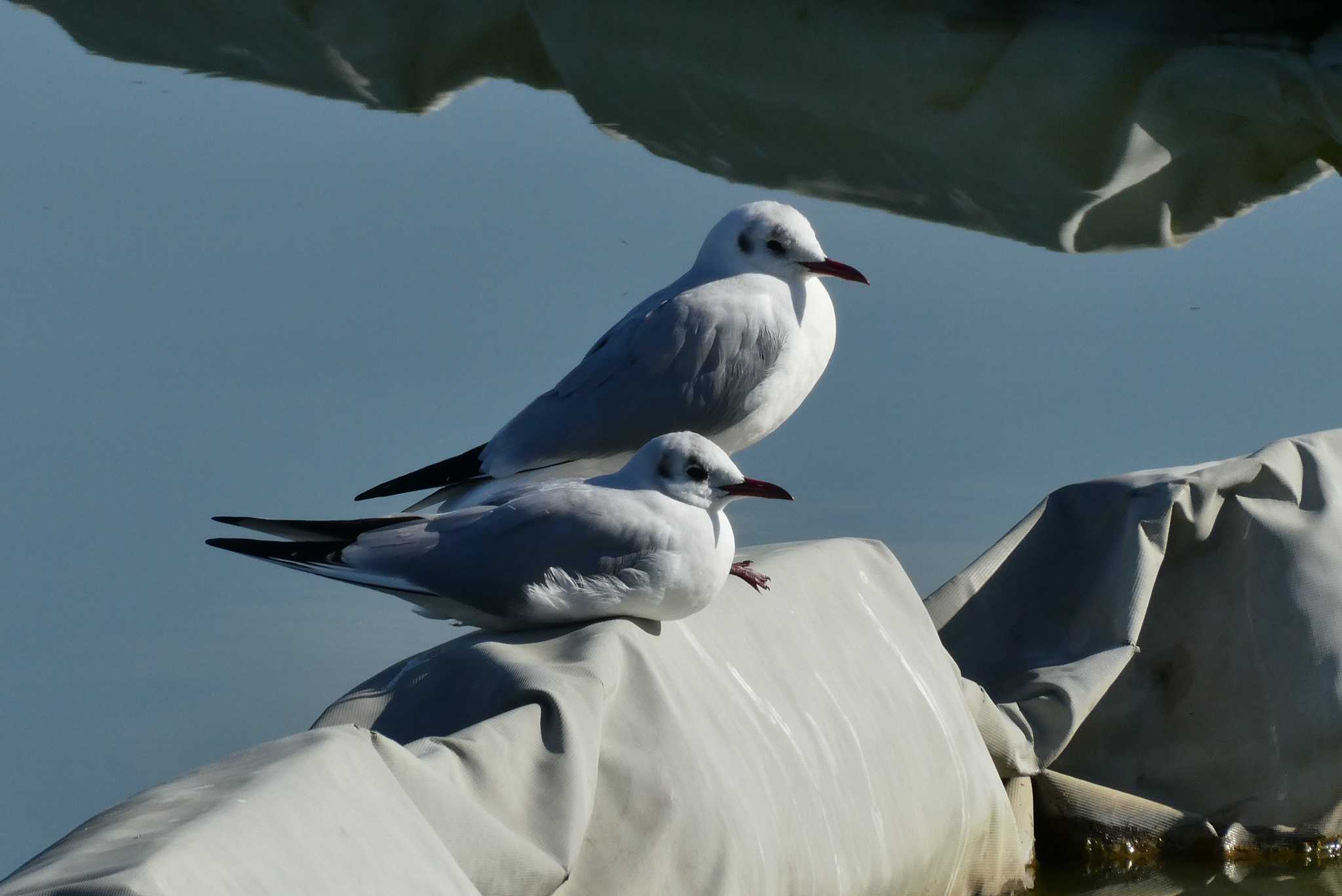 Photo of Black-headed Gull at Ukima Park by Kirin-Kita