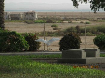 2011年11月17日(木) サウジアラビア ラービグ市 会社のコミュニティー内の野鳥観察記録