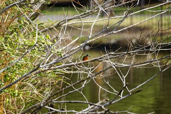 カワセミ こども自然公園 (大池公園/横浜市) 2022年3月19日(土)