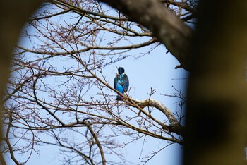 カワセミ こども自然公園 (大池公園/横浜市) 2022年3月19日(土)