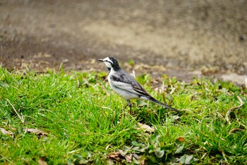 ハクセキレイ こども自然公園 (大池公園/横浜市) 2022年3月19日(土)