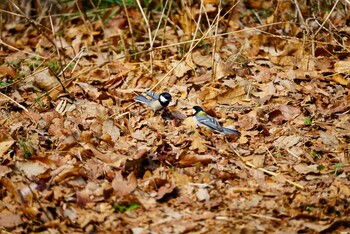 シジュウカラ こども自然公園 (大池公園/横浜市) 2022年3月19日(土)