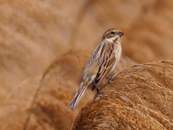 Common Reed Bunting 白幡沼(さいたま市) Sat, 3/19/2022