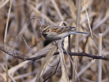 Common Reed Bunting 白幡沼(さいたま市) Sat, 3/19/2022