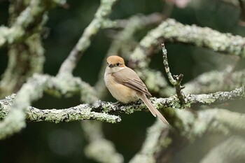 Bull-headed Shrike Matsue Castle Sat, 3/19/2022