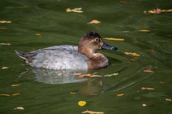 ホシハジロ 明石公園 2016年11月9日(水)