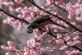 Brown-eared Bulbul 小山内裏公園 Sat, 3/19/2022