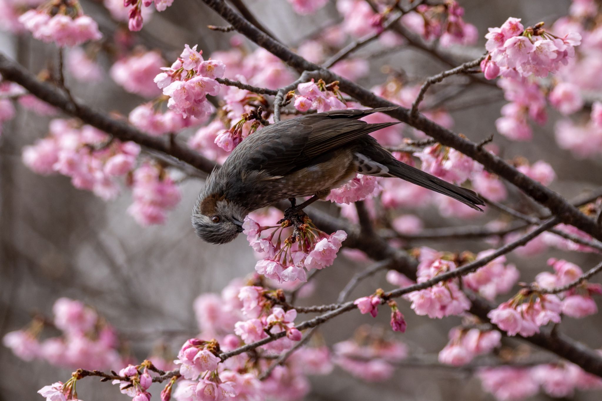 Photo of Brown-eared Bulbul at 小山内裏公園 by 🐦Toshi🐧
