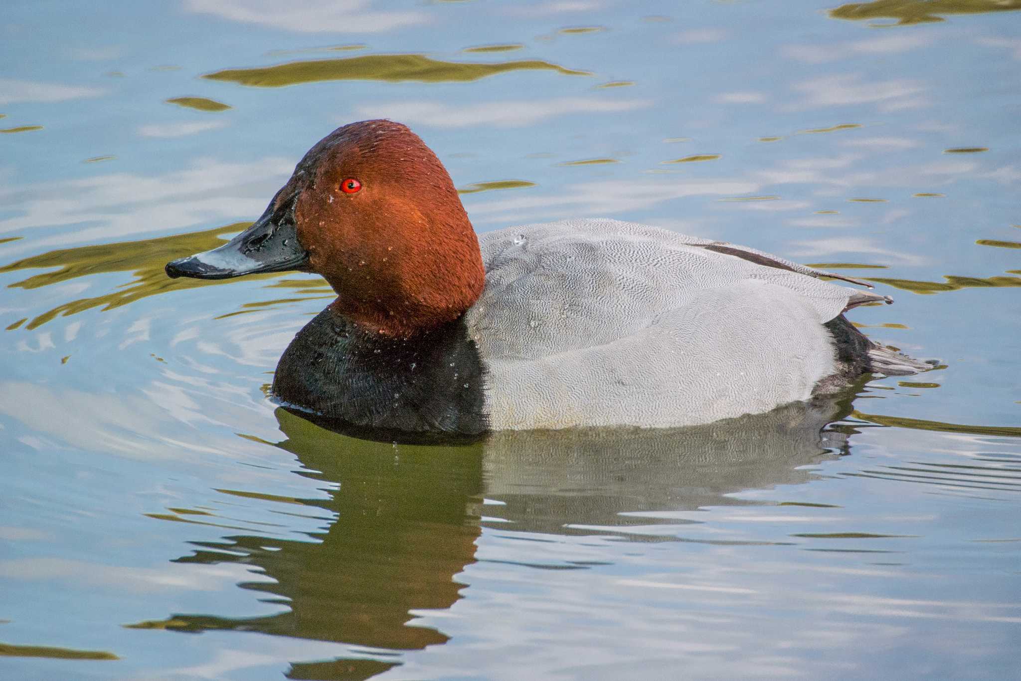 明石公園 ホシハジロの写真