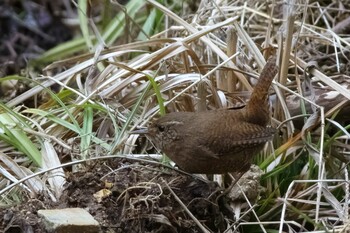 ミソサザイ 各務野自然遺産の森 2022年3月8日(火)