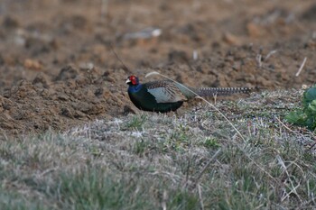 2022年3月7日(月) 手賀沼の野鳥観察記録