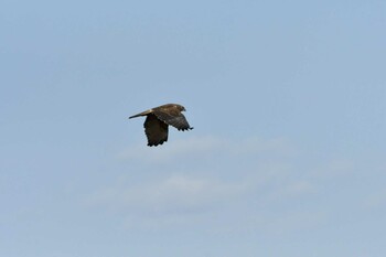 2022年3月7日(月) 手賀沼の野鳥観察記録