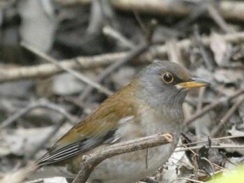 Sun, 3/13/2022 Birding report at 横浜自然観察の森