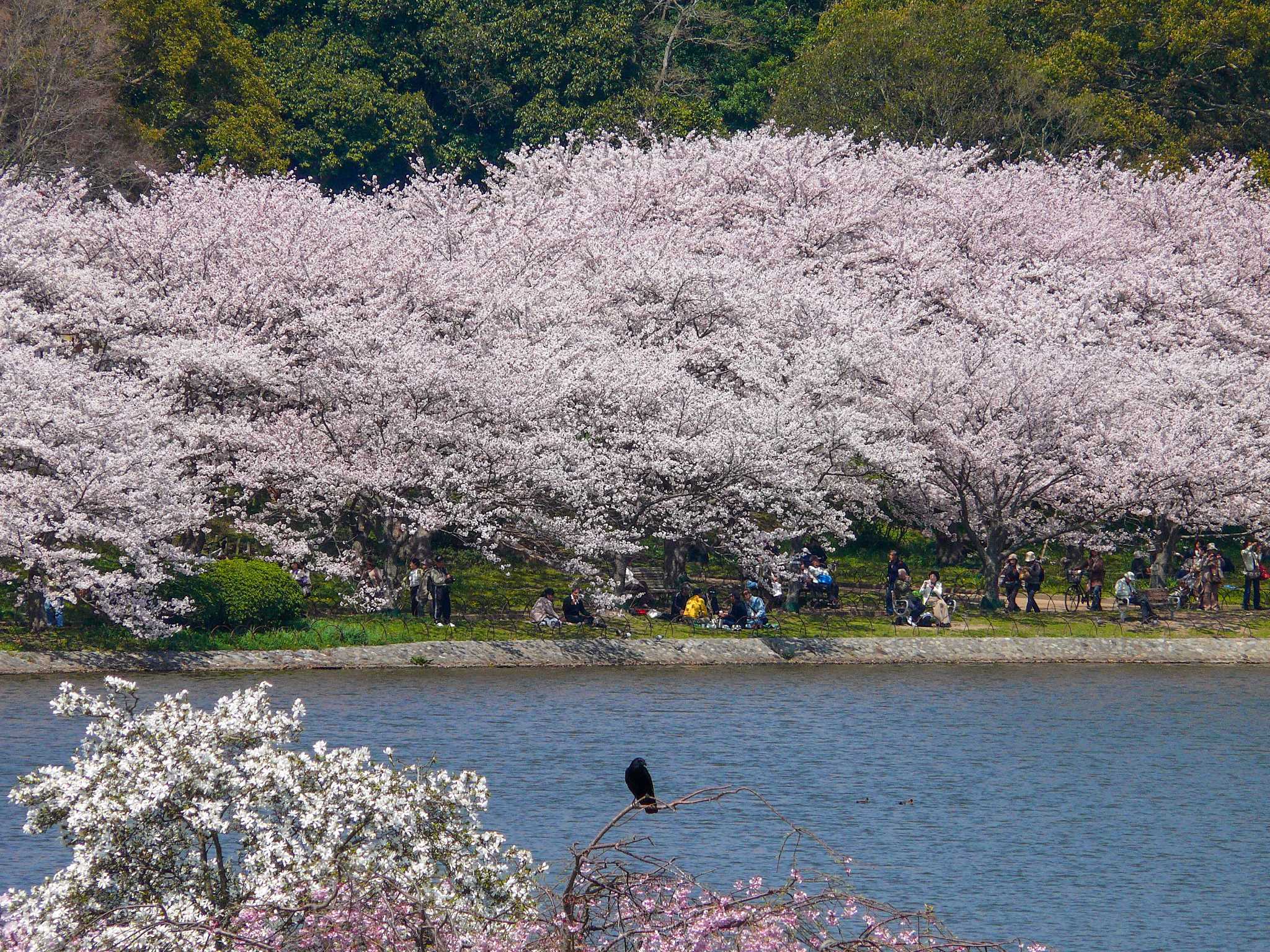 明石公園 ハシボソガラスの写真