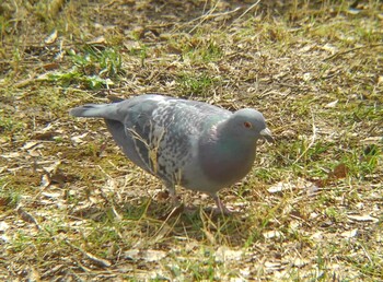 2022年3月19日(土) 埼玉県の野鳥観察記録