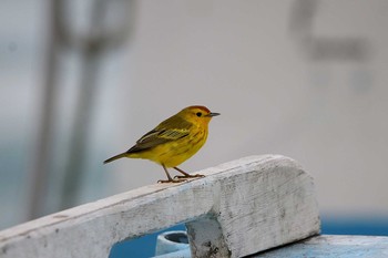 Mangrove Warbler Galapagos Islands(Ecuador) Sun, 9/17/2017