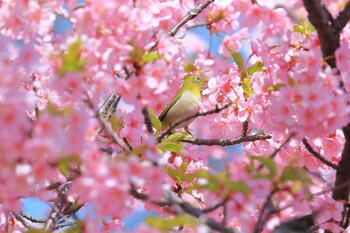 Warbling White-eye Unknown Spots Tue, 3/15/2022