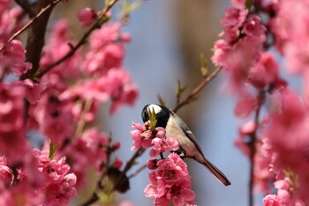 シジュウカラ 府中 2022年3月19日(土)