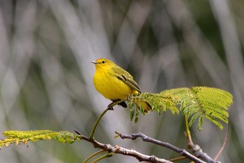 Mangrove Warbler Galapagos Islands(Ecuador) Sun, 9/17/2017