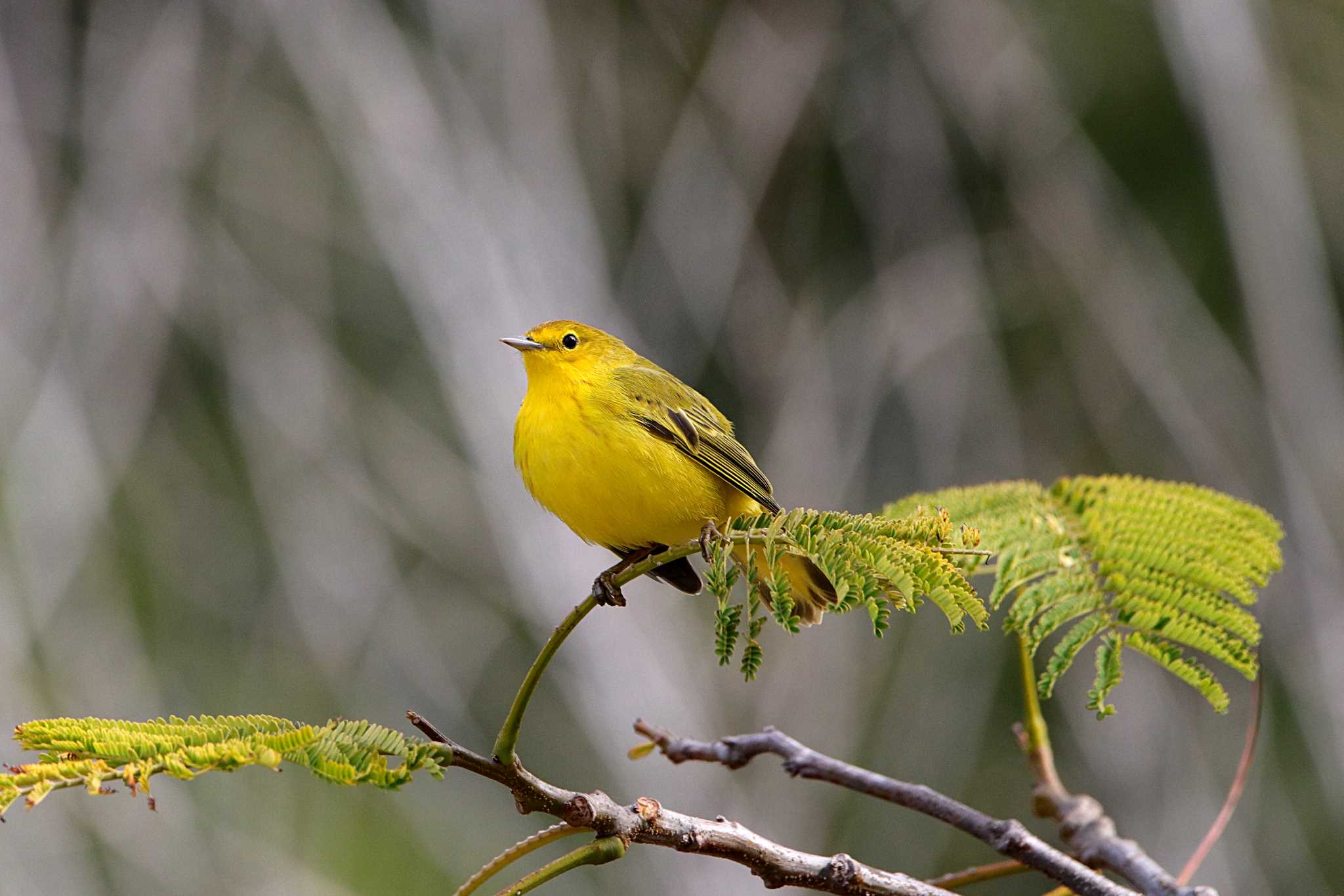 Photo of Mangrove Warbler at Galapagos Islands(Ecuador) by とみやん