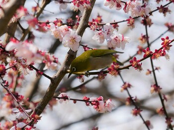 メジロ 東京都 2022年3月19日(土)